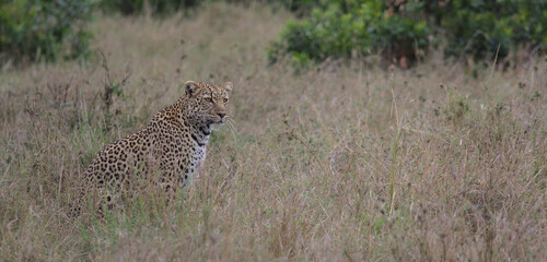 leopard sitting in grass looking alert in masai mara, kenya