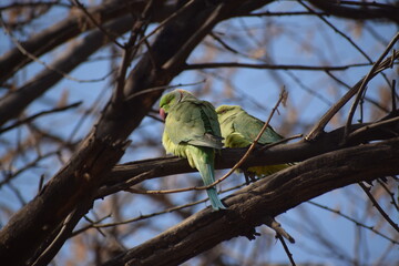 green parrot on branch