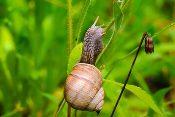 Snail-Helix pomatia climbs on a leaf of grass after rain. Side view, closeup. Common names the Roman snail, Burgundy snail.