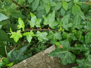 folhagem, decoração, natureza, planta, jardim