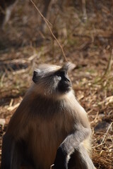 portrait of a baboon