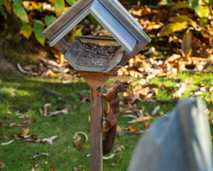 Squirrel in and around a feeder bird house