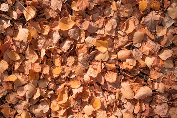 Autumn background. Yellow leaves. A vivid photograph of tree leaves.