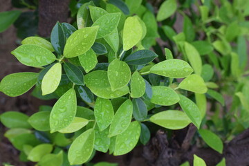 green leaves in the garden