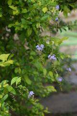 flowers in the garden