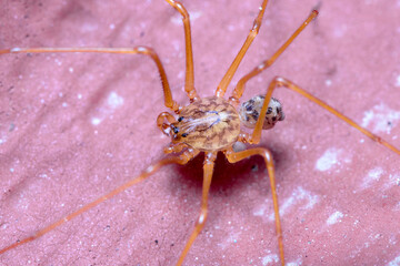 Scytodes univitatta spider walking on a red floor under the sun