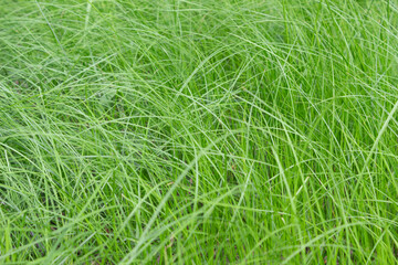 Natural background, fresh green meadow grass 
