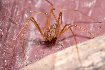 Scytodes univitatta spider walking on a red floor under the sun