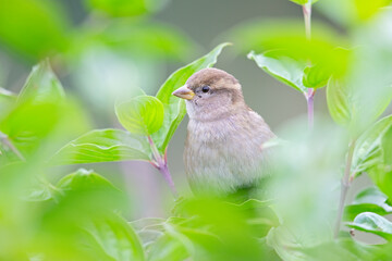 A female House sparrow (Passer domesticus) perched on a branch between leaves.