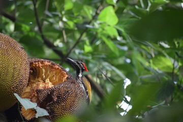 woodpecker eating jackfruit 