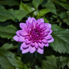 Eine lilafarbene Dahlie in einem Blumenfeld