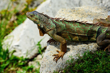 Green lizards iguana. Big iguana on an nature.