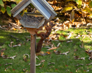 Squirrel in and around a feeder bird house
