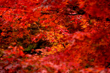 久保原の紅葉