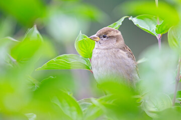 A female House sparrow (Passer domesticus) perched on a branch between leaves.