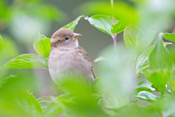 A female House sparrow (Passer domesticus) perched on a branch between leaves.