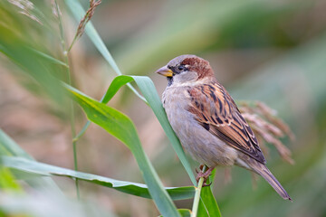 A male House sparrow (Passer domesticus) perched on a branch between leaves.