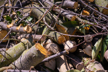 A large pile of wood