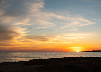 Fototapeta premium birds migrating at sunset