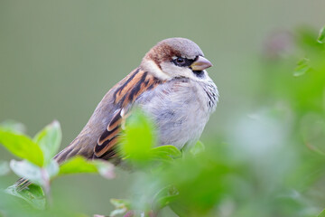A male House sparrow (Passer domesticus) perched on a branch between leaves.