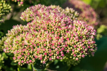 Obraz premium Portrait of flowers on the green background in the summer time garden