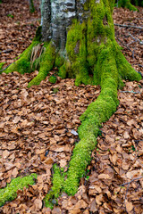 tree in the forest