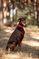 Beautiful dog Doberman breed in a pine forest