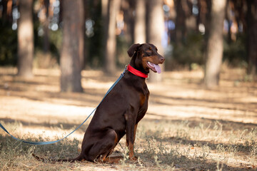 Beautiful dog Doberman breed in a pine forest