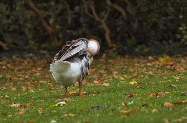 Ein sch&ouml;ner Park mit einem gro&szlig;en Teich an dem Wildg&auml;nse leben