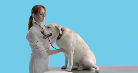 Obraz na płótnie Canvas Female veterinarian performing check up of a labrador dog against blue background