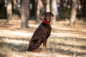 Beautiful dog Doberman breed in a pine forest