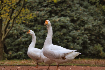 Ein schöner Park mit einem großen Teich an dem Wildgänse leben