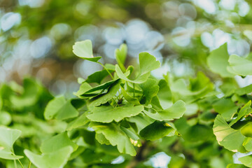 Fototapeta na wymiar Close-up brightly wet green leaves of Ginkgo tree (Ginkgo biloba), known as ginkgo or gingko in soft focus against background of blurry foliage.