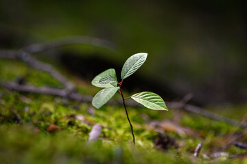 Young tree sprout  struggling for life, growing up, reaching to the light in the forest. Selective focus. Low DOF