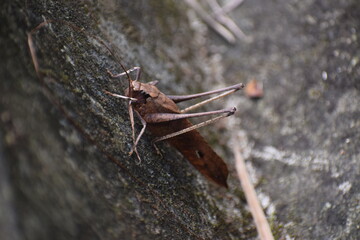 grasshopper on the ground