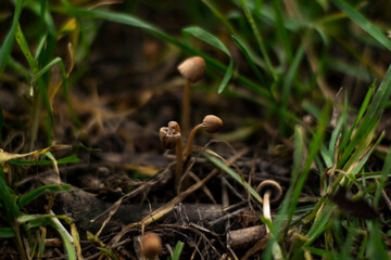 Naklejka na ściany i meble Tiny mushrooms grow from the foliage in the forest. Autumn photo.