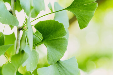 Close-up brightly wet green leaves of Ginkgo tree (Ginkgo biloba), known as ginkgo or gingko in soft focus against background of blurry foliage.
