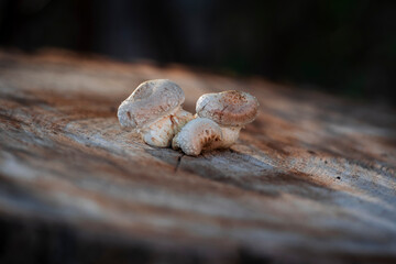 Growing of autumn mushrooms on the cut log in forest. Beauty of nature in a fall.