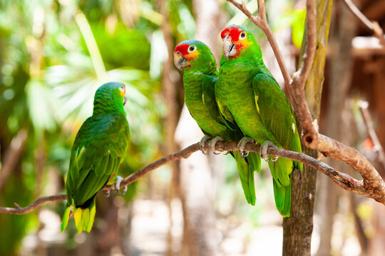 Green Birds – Facts, List, Pictures