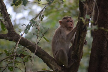 monkey on a tree
