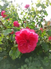 pink rose bush