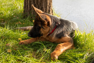 german shepherd puppy dog
