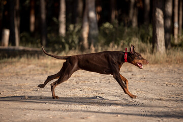 Beautiful dog Doberman breed in a pine forest