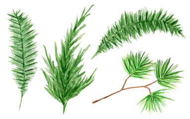 Watercolor evergreen coniferous tree branches set. Isolated illustration on white background. Christmas trees branch sruce, pine, thuja, fir