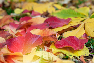 Autumn scene. Colorful maple leaves on the grass, close up.