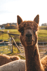 Obraz premium Alpaka