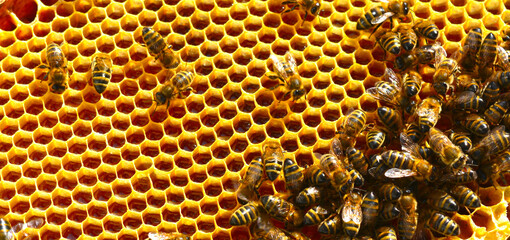 bees on holds a honey