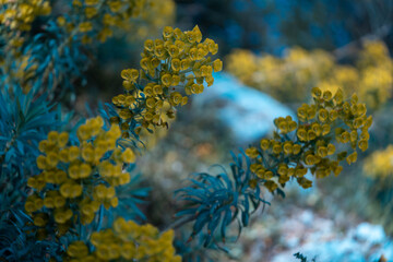 Unusual Blooming Flowers Of Marine Bue, Aquamarine Colors. Wallpaper and Creative Background. Species Diversity