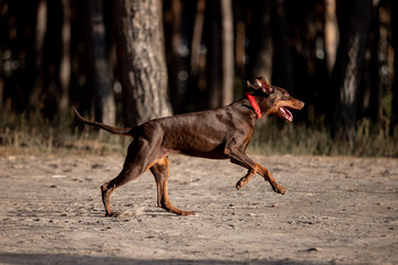 Beautiful dog Doberman breed in a pine forest