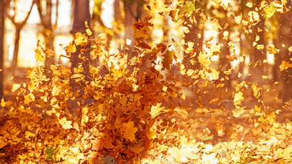 Flying yellow leaves on the wind